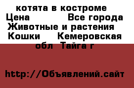 котята в костроме › Цена ­ 2 000 - Все города Животные и растения » Кошки   . Кемеровская обл.,Тайга г.